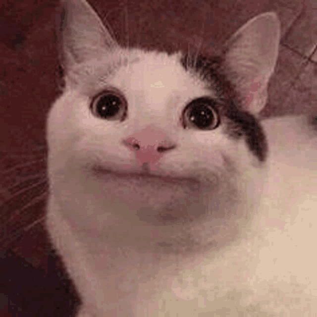 cat with a funny face